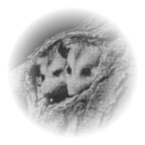 Possums