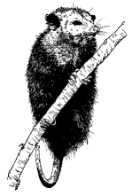 Opossum
