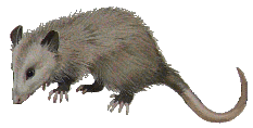 Opossum