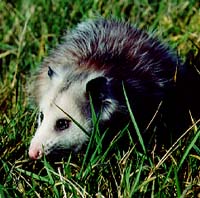 Opossum