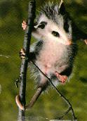 Opossum